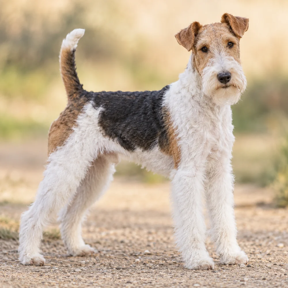 Fox Terrier (Wire) · AI 生成的写实犬种图像,供外观参考。