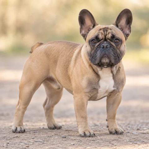 法国斗牛犬 · AI 生成的写实犬种图像，供外观参考。