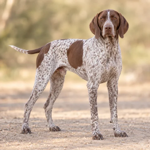 French Pointing Dog - Gascogne Type · AI-generated realistic breed image, for visual reference.