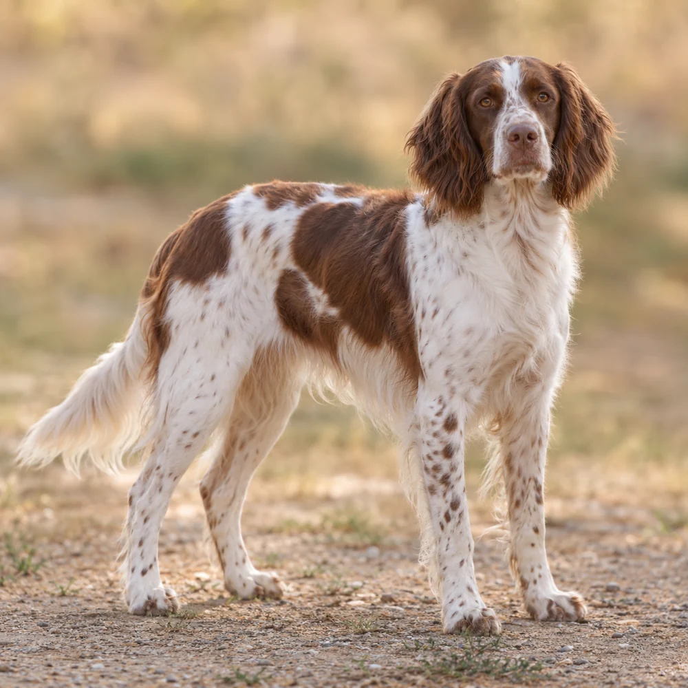 French Spaniel · AI 生成的写实犬种图像,供外观参考。