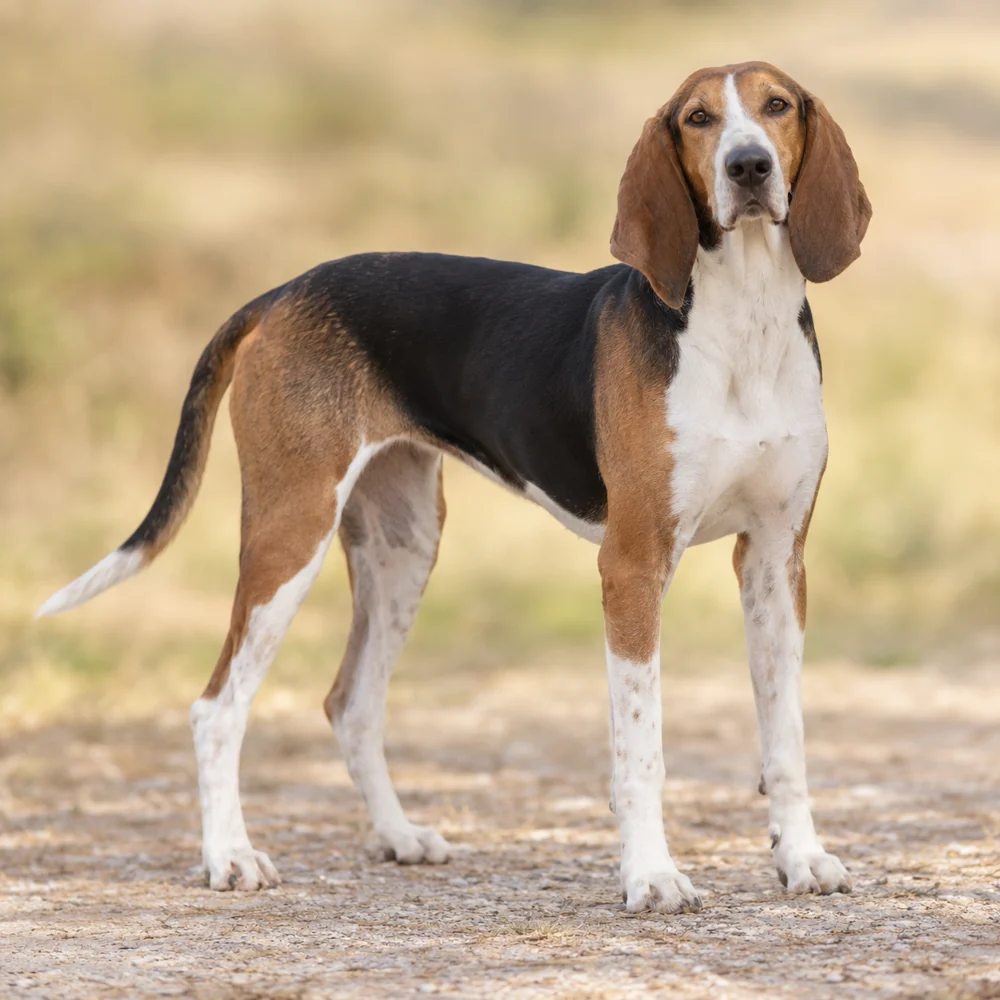 French Tricolour Hound · AI 生成的写实犬种图像,供外观参考。