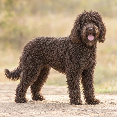 French Water Dog · AI-generated realistic breed image, for visual reference.