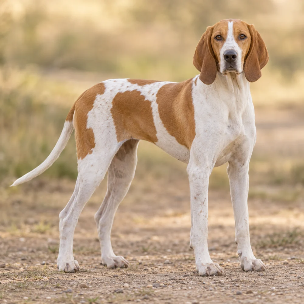 French White And Orange Hound · AI 生成的写实犬种图像,供外观参考。