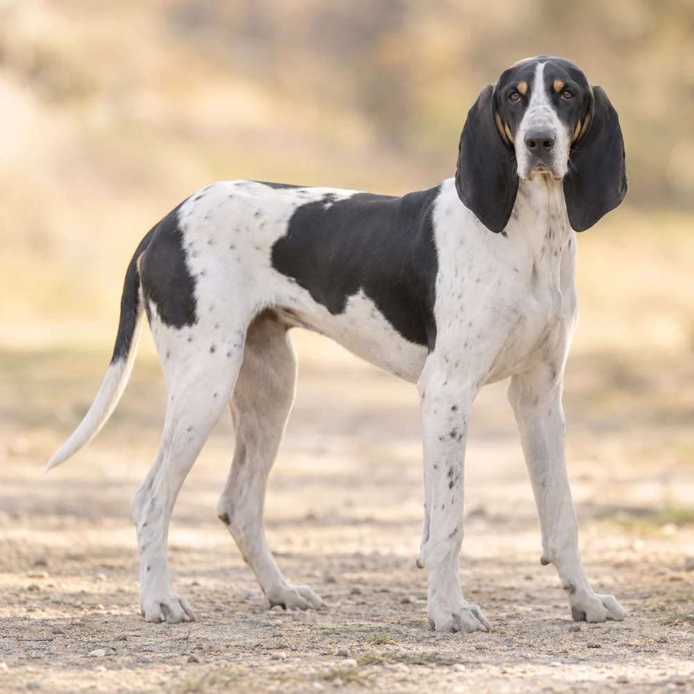 French White & Black Hound · AI 生成的写实犬种图像,供外观参考。