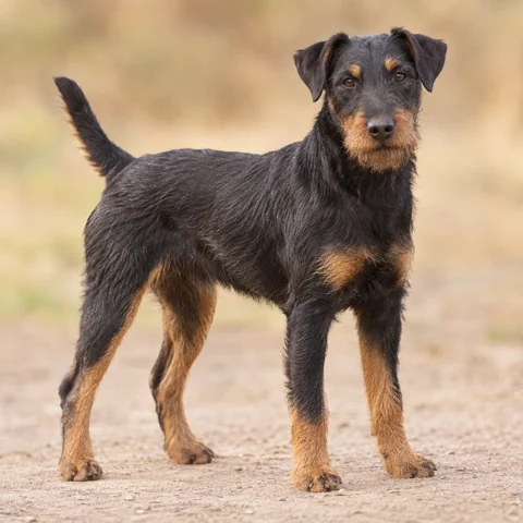 German Hunting Terrier · AI-generated realistic breed image, for visual reference.