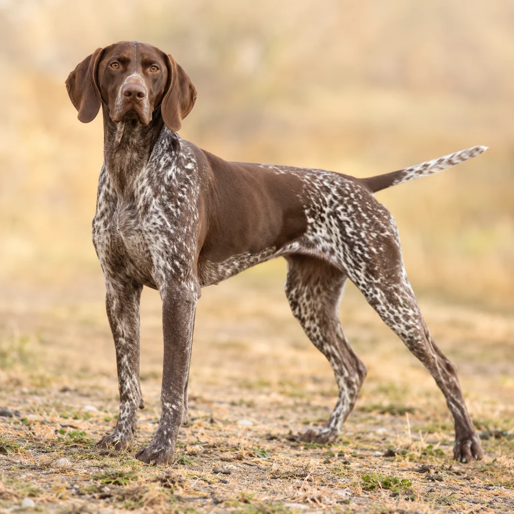German Short- Haired Pointing Dog · 외형 참고용 AI 생성 사실적 견종 이미지입니다.