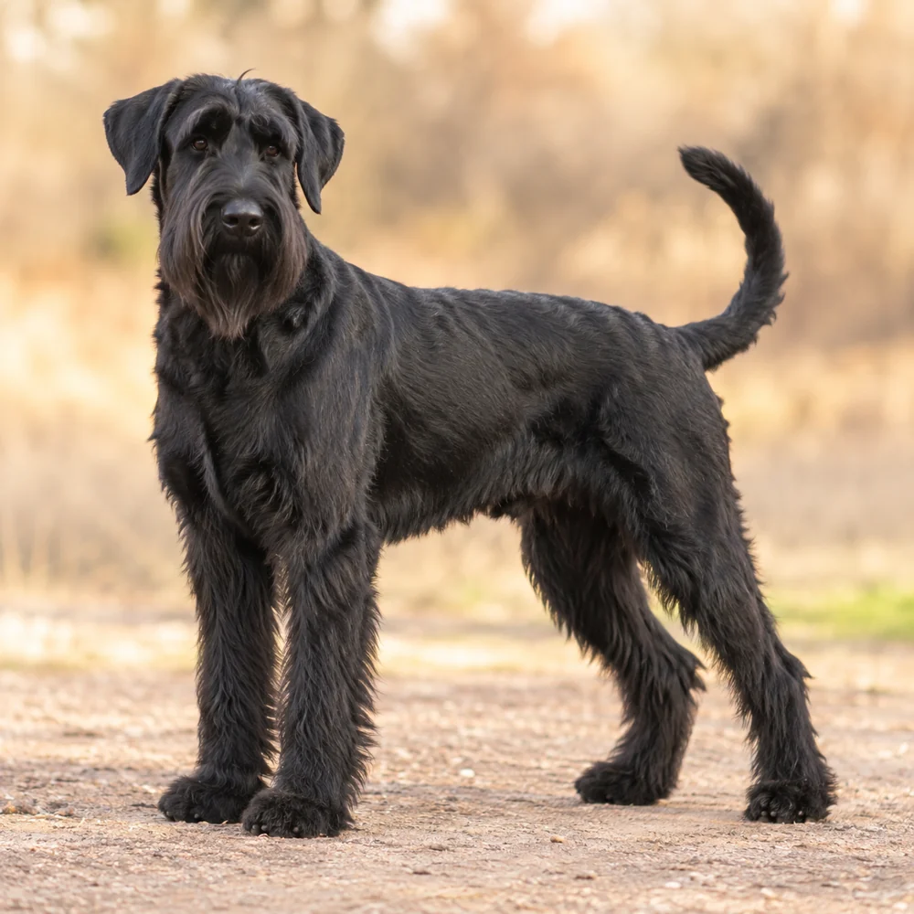 Giant Schnauzer · 외형 참고용 AI 생성 사실적 견종 이미지입니다.