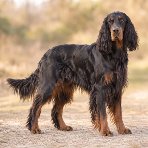 Gordon Setter · AI 生成的写实犬种图像，供外观参考。