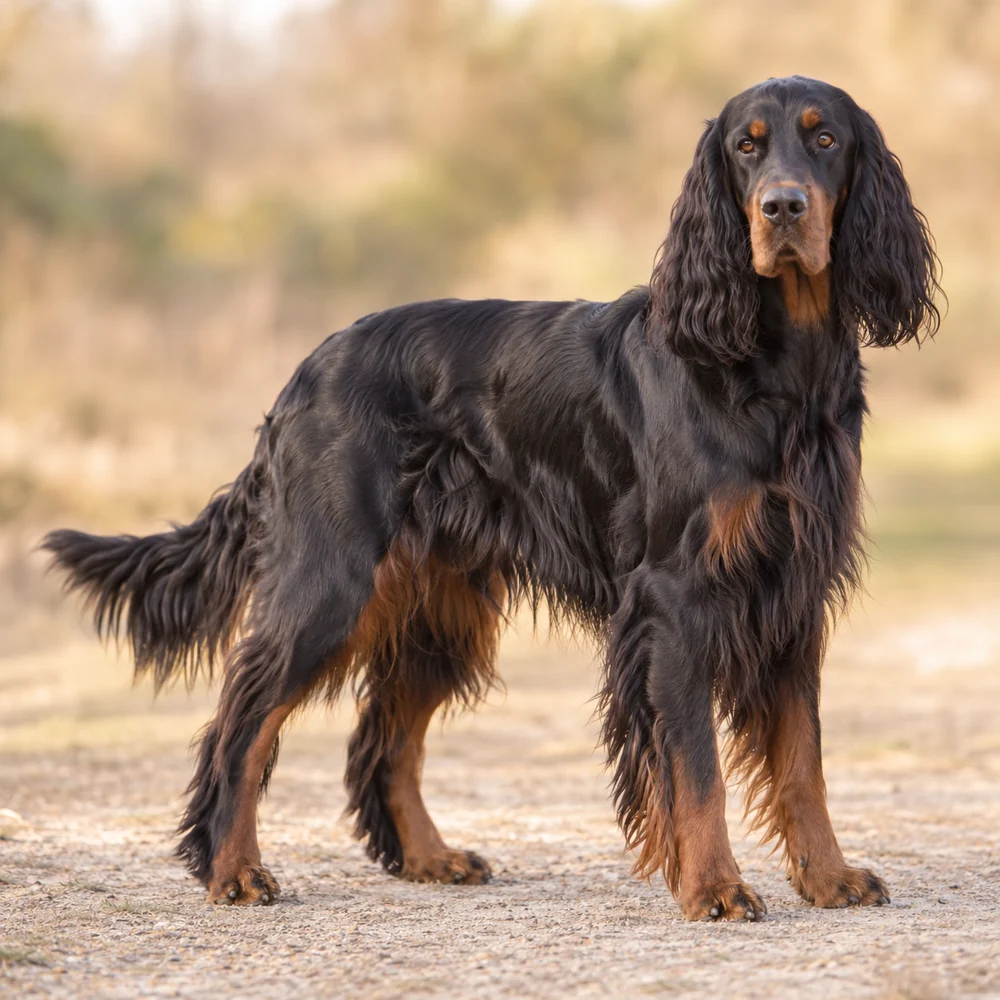 Gordon Setter · AI 生成的写实犬种图像,供外观参考。