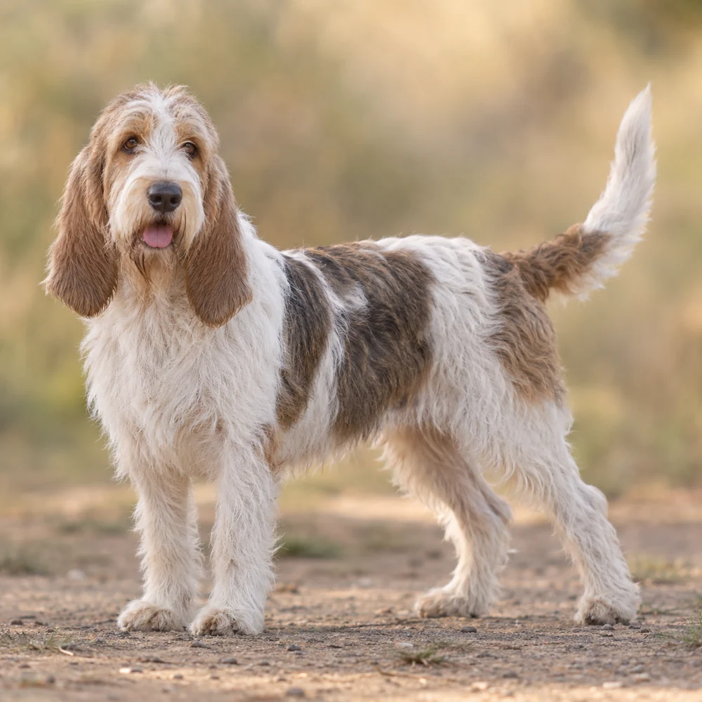 Grand Basset Griffon Vendeen · AI 生成的写实犬种图像,供外观参考。