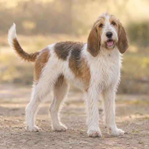 Grand Griffon Vendeen · AI-generated realistic breed image, for visual reference.