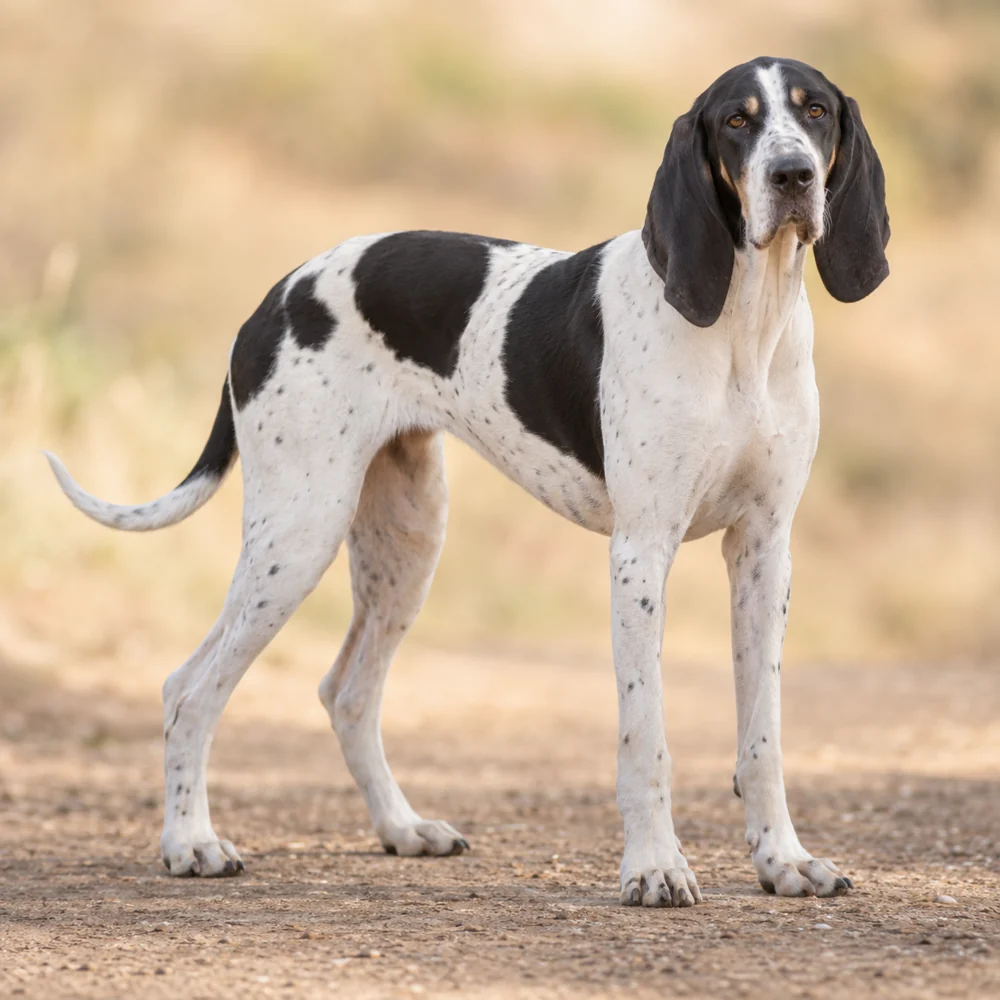 Great Anglo-French White And Black Hound · AI 生成的写实犬种图像,供外观参考。