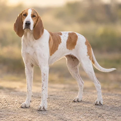 Great Anglo-French White & Orange Hound · AI-generated realistic breed image, for visual reference.