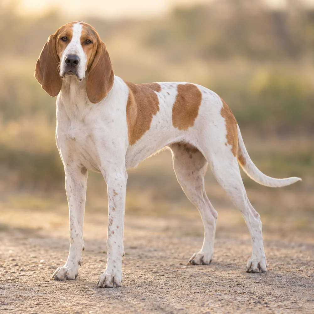 Great Anglo-French White & Orange Hound · AI 生成的写实犬种图像,供外观参考。