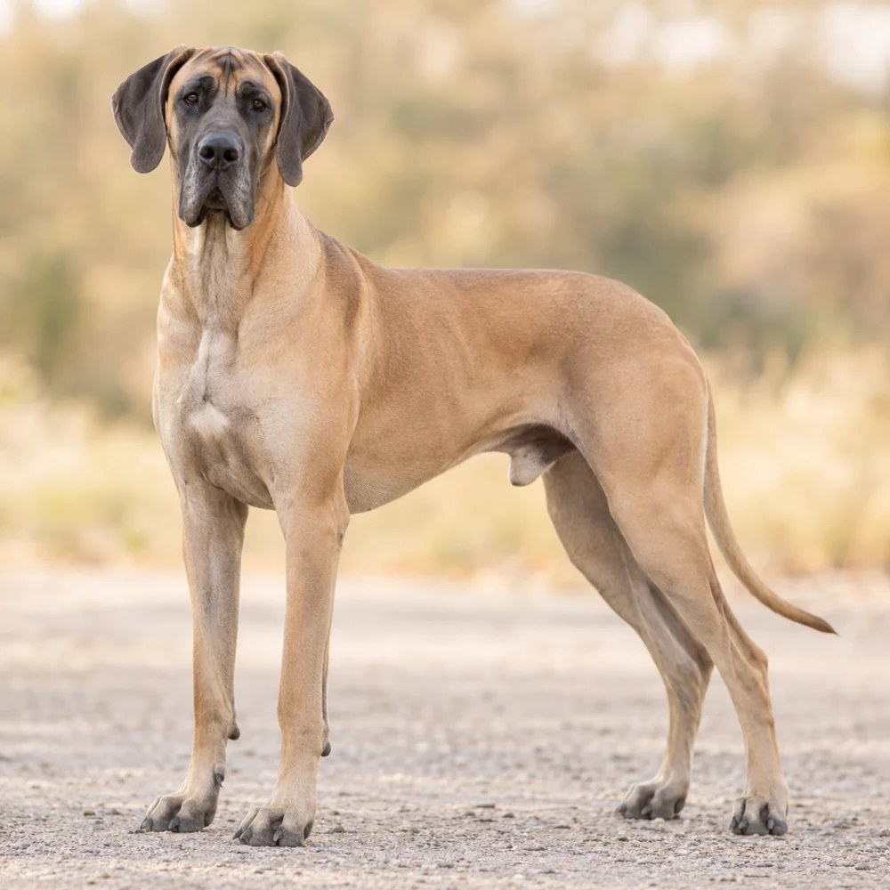 Great Dane · AI 生成的写实犬种图像,供外观参考。