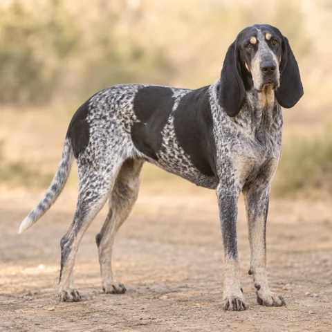 Great Gascony Blue · AI-generated realistic breed image, for visual reference.