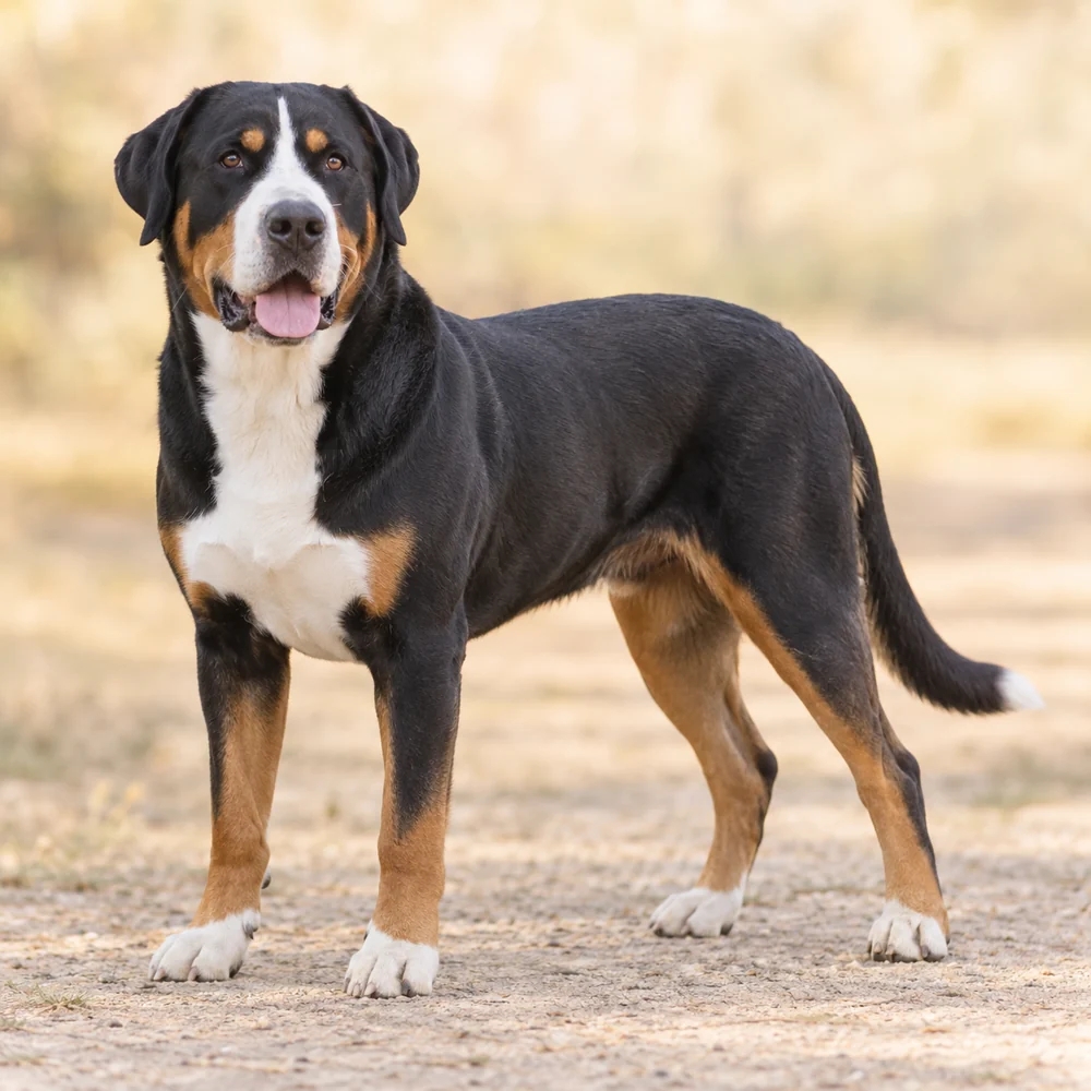 Great Swiss Mountain Dog · AI-generated realistic breed image, for visual reference.