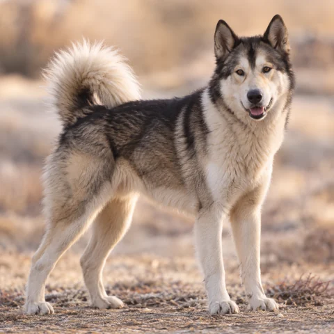 Greenland Dog · AI-generated realistic breed image, for visual reference.