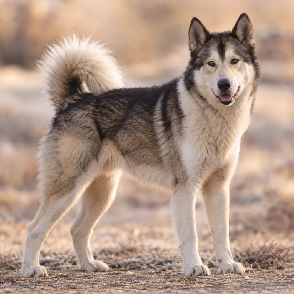 Greenland Dog · 외형 참고용 AI 생성 사실적 견종 이미지입니다.