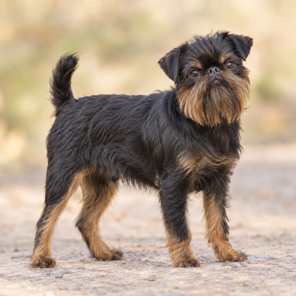 Griffon Belge · AI 生成的写实犬种图像,供外观参考。