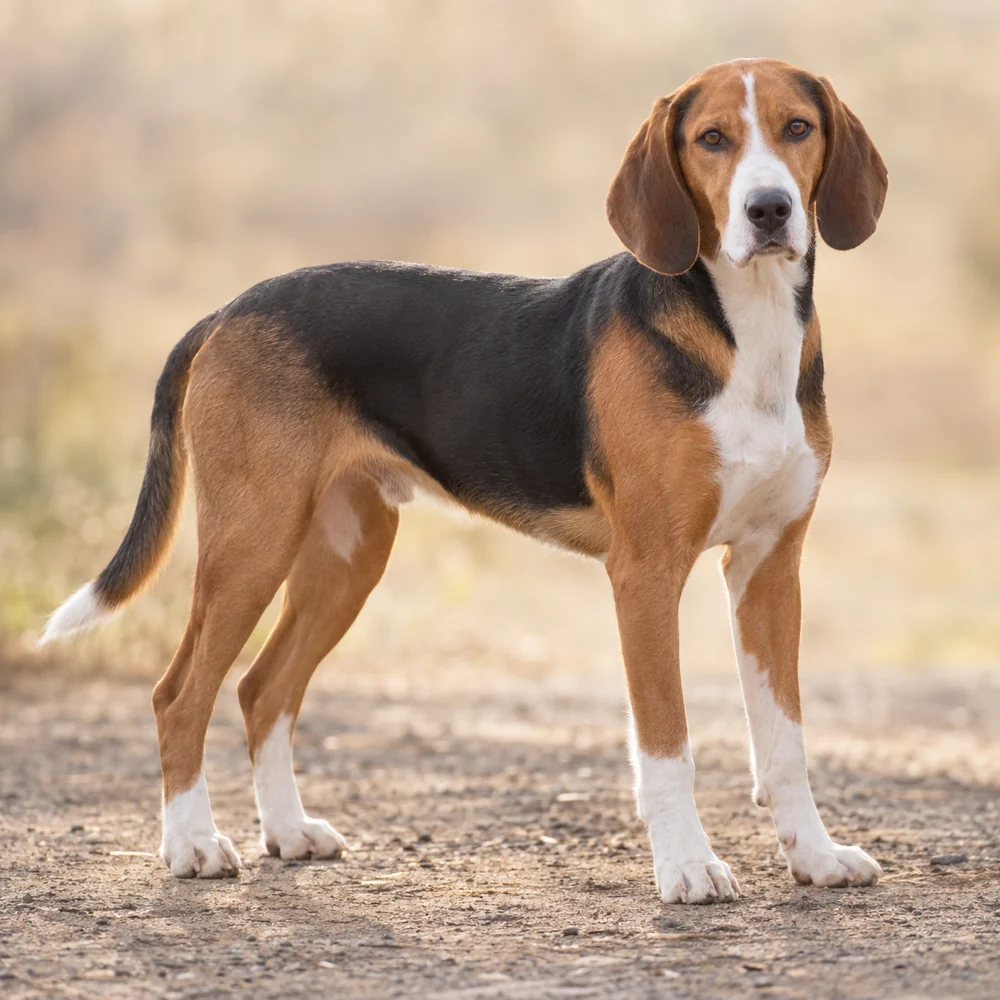 Halden Hound · AI生成の写実的な犬種画像。外見の参考用です。