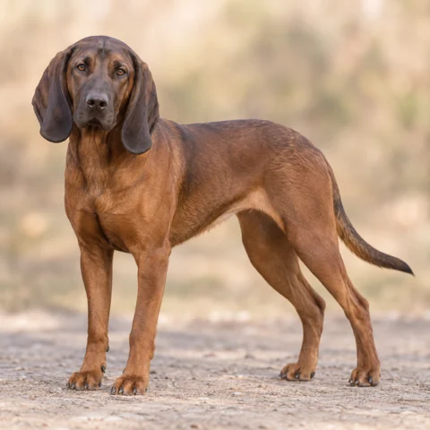 Hanoverian Scent Hound · AI-generated realistic breed image, for visual reference.