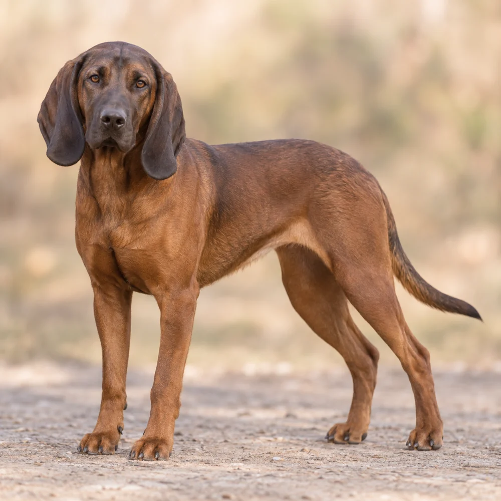 Hanoverian Scent Hound · AI 生成的写实犬种图像,供外观参考。