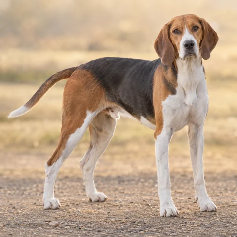 Harrier · AI-generated realistic breed image, for visual reference.