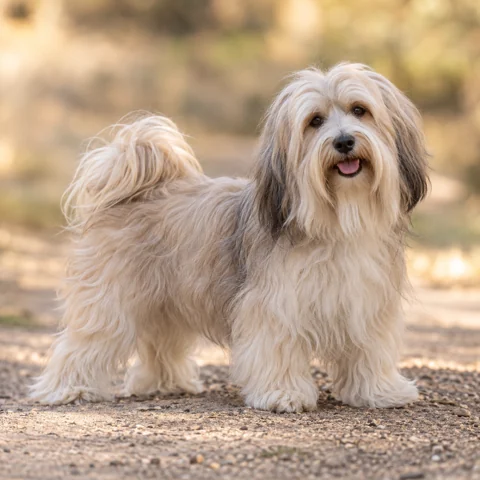 Havanese · AI-generated realistic breed image, for visual reference.