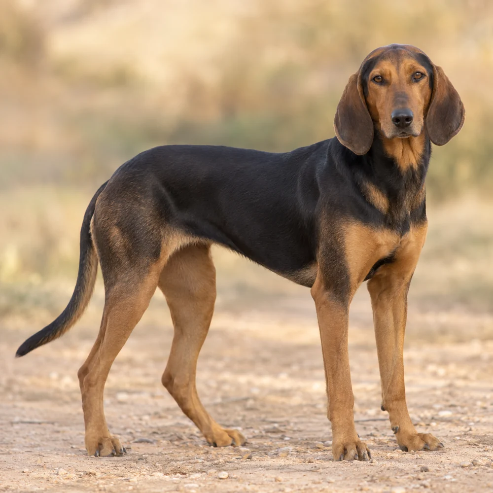 Hellenic Hound · AI生成の写実的な犬種画像。外見の参考用です。
