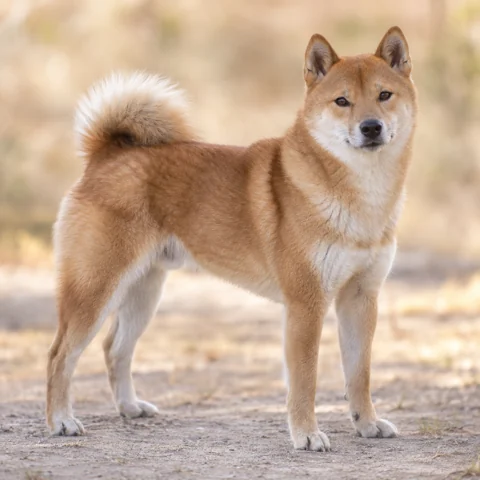 Hokkaido · AI-generated realistic breed image, for visual reference.