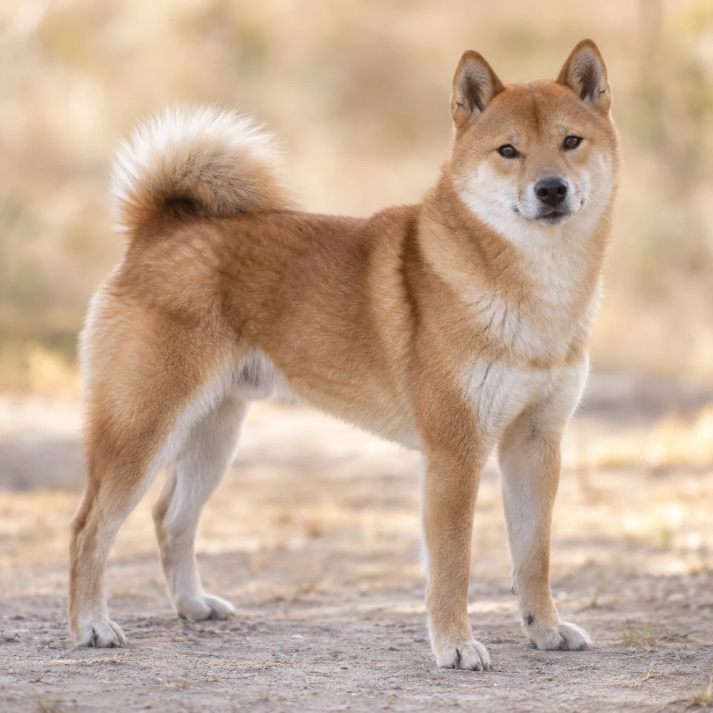 Hokkaido · AI 生成的写实犬种图像,供外观参考。