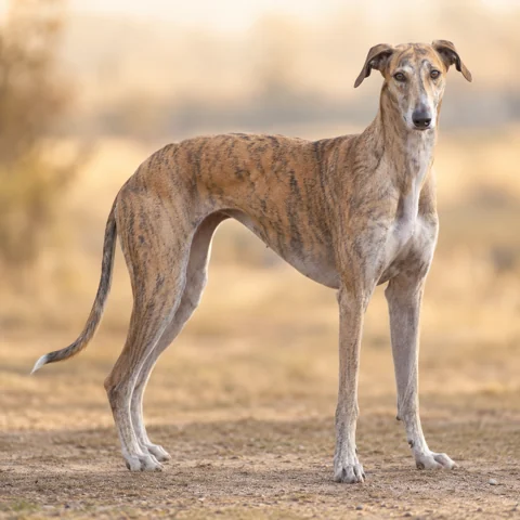 Hungarian Greyhound · AI-generated realistic breed image, for visual reference.