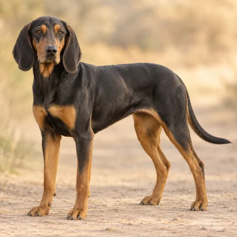 Hungarian Hound - Transylvanian Scent Hound · AI-generated realistic breed image, for visual reference.