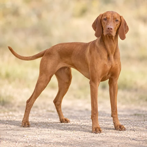 Hungarian Short-Haired Pointer (Vizsla) · AI 生成的写实犬种图像，供外观参考。
