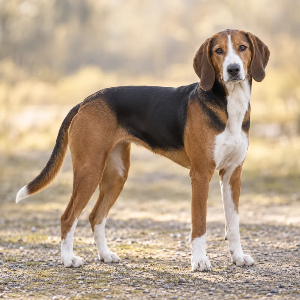 Hygen Hound · AI 生成的写实犬种图像,供外观参考。