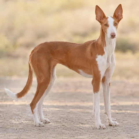 Ibizan Podenco · AI-generated realistic breed image, for visual reference.