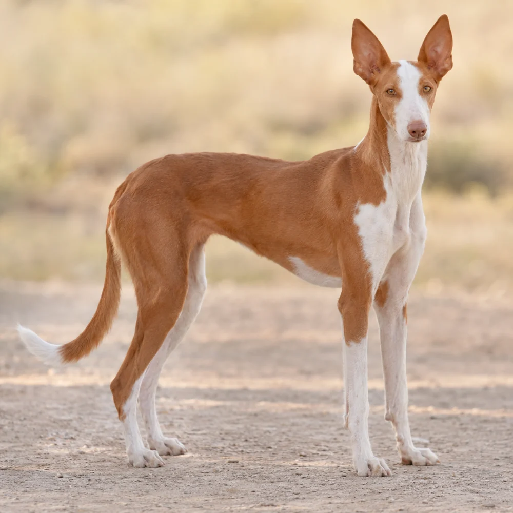 Ibizan Podenco · AI 生成的写实犬种图像,供外观参考。