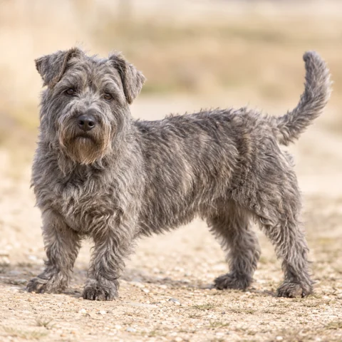 Irish Glen Of Imaal Terrier · AI-generated realistic breed image, for visual reference.
