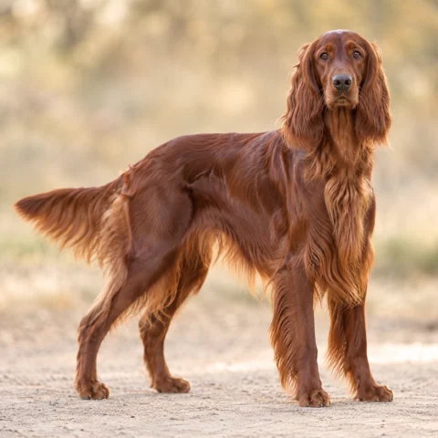 Irish Red Setter · AI-generated realistic breed image, for visual reference.