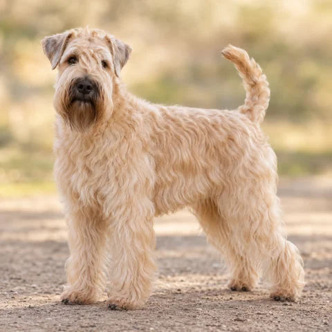 Irish Soft Coated Wheaten Terrier · AI-generated realistic breed image, for visual reference.