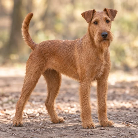 Irish Terrier · AI-generated realistic breed image, for visual reference.