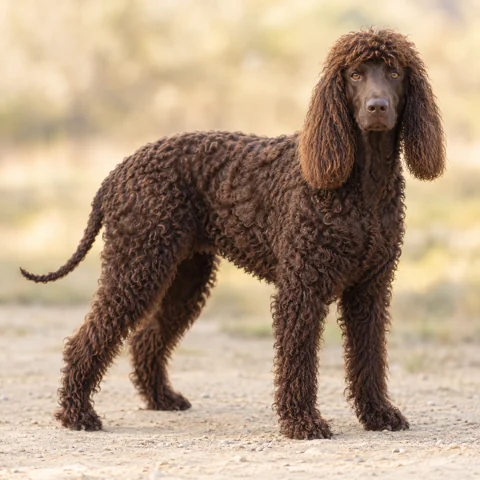 Irish Water Spaniel · AI-generated realistic breed image, for visual reference.
