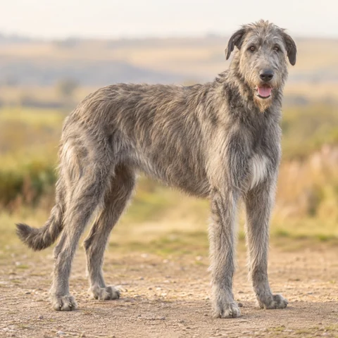 Irish Wolfhound · AI生成の写実的な犬種画像。外見の参考用です。