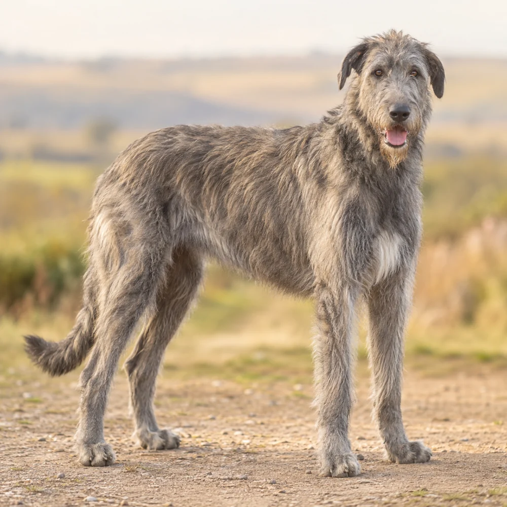 Irish Wolfhound · AI生成の写実的な犬種画像。外見の参考用です。