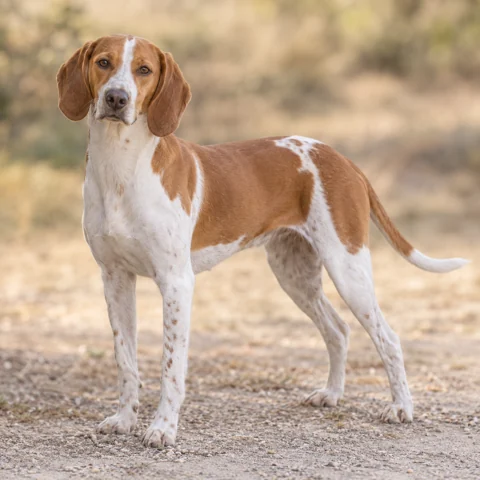 Istrian Short-Haired Hound · AI-generated realistic breed image, for visual reference.