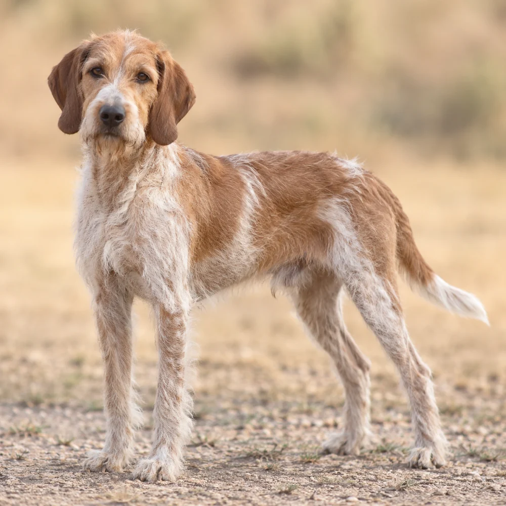 Istrian Wire-Haired Hound · AI 生成的写实犬种图像,供外观参考。