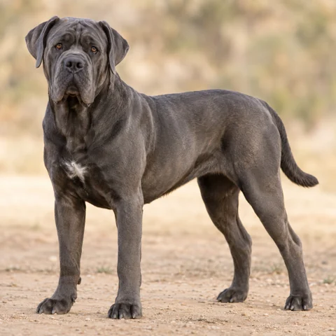 Italian Cane Corso  · AI-generated realistic breed image, for visual reference.