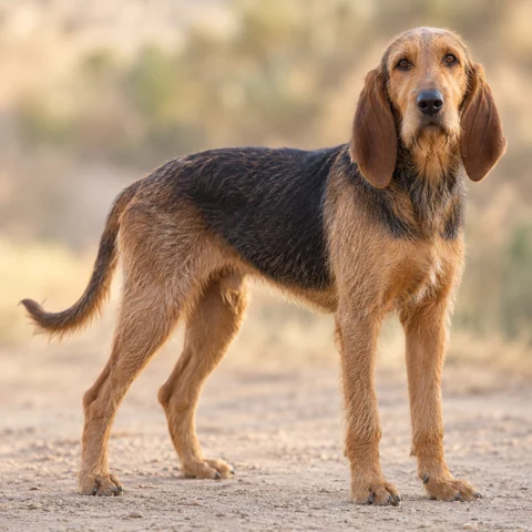 Italian Rough-Haired Segugio · AI-generated realistic breed image, for visual reference.