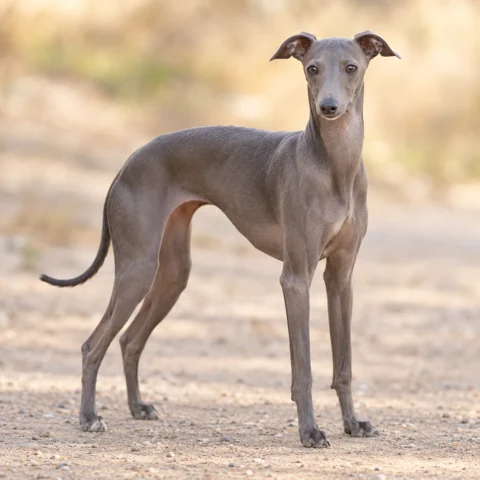 Italian Sighthound · AI-generated realistic breed image, for visual reference.